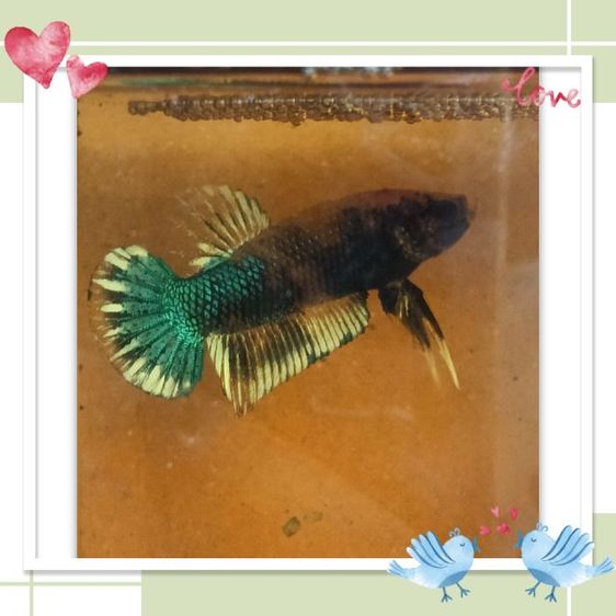 ปลากัด รูปที่ 2