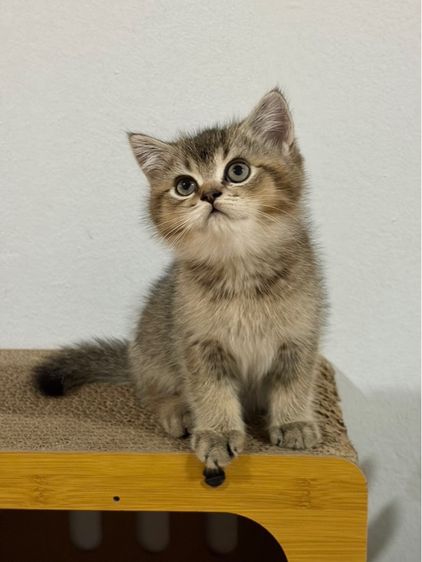 น้องแมว รูปที่ 3