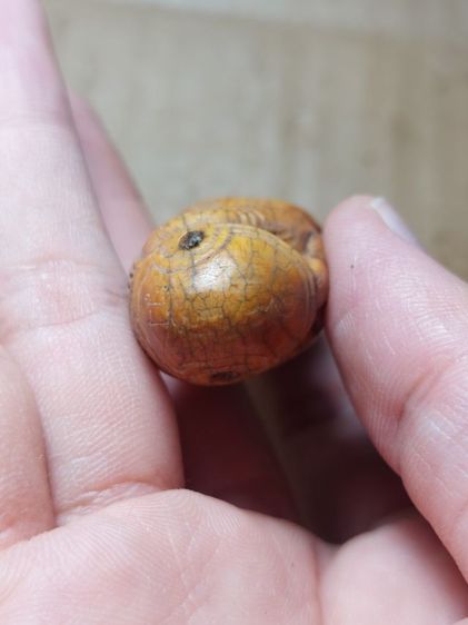 เครื่องรางปลัดขิกนางครวญหลวงพ่อคงวัดวังสรรพรส รูปที่ 5