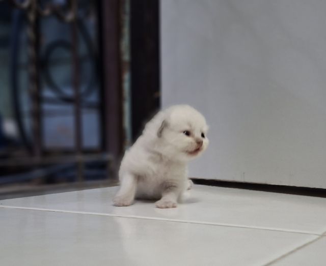 หาบ้านให้น้องแมวหิมาลายันหูพับขนยาวเพศชายหญิง รูปที่ 9