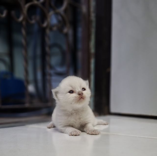 หาบ้านให้น้องแมวหิมาลายันหูพับขนยาวเพศชายหญิง รูปที่ 11
