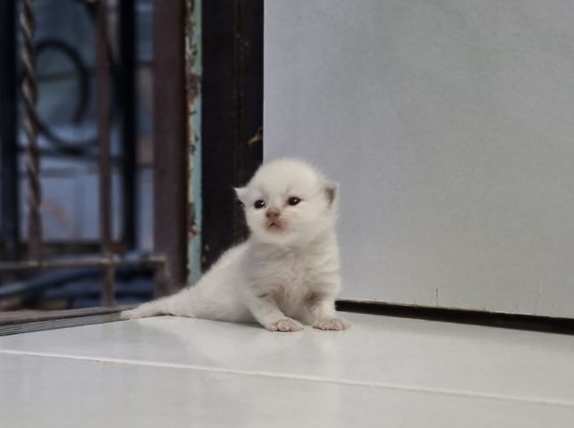 หาบ้านให้น้องแมวหิมาลายันหูพับขนยาวเพศชายหญิง รูปที่ 10