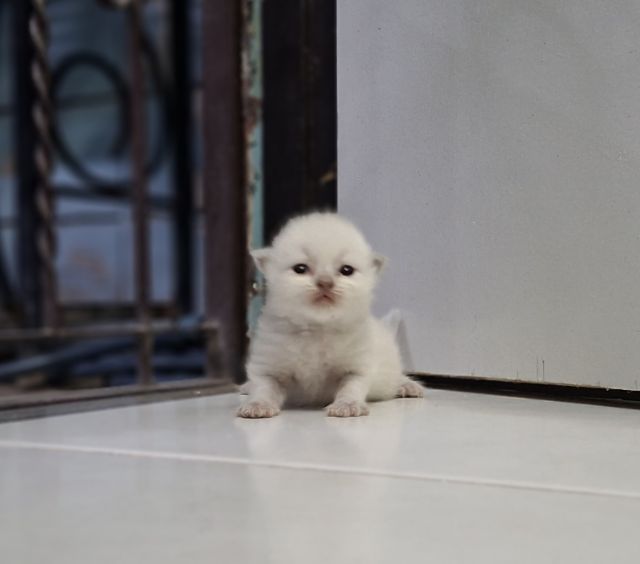 หาบ้านให้น้องแมวหิมาลายันหูพับขนยาวเพศชายหญิง รูปที่ 6