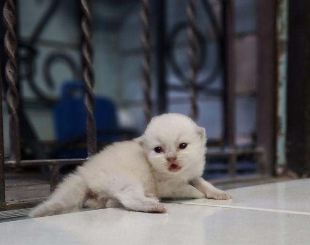 หาบ้านให้น้องแมวหิมาลายันหูพับขนยาวเพศชายหญิง รูปที่ 8