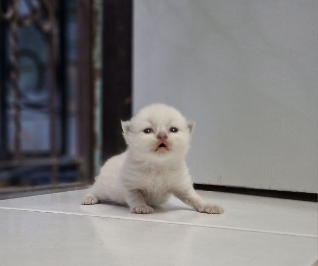 หาบ้านให้น้องแมวหิมาลายันหูพับขนยาวเพศชายหญิง รูปที่ 3