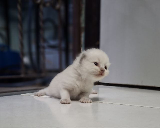 หาบ้านให้น้องแมวหิมาลายันหูพับขนยาวเพศชายหญิง รูปที่ 4