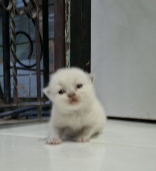 หาบ้านให้น้องแมวหิมาลายันหูพับขนยาวเพศชายหญิง รูปที่ 12