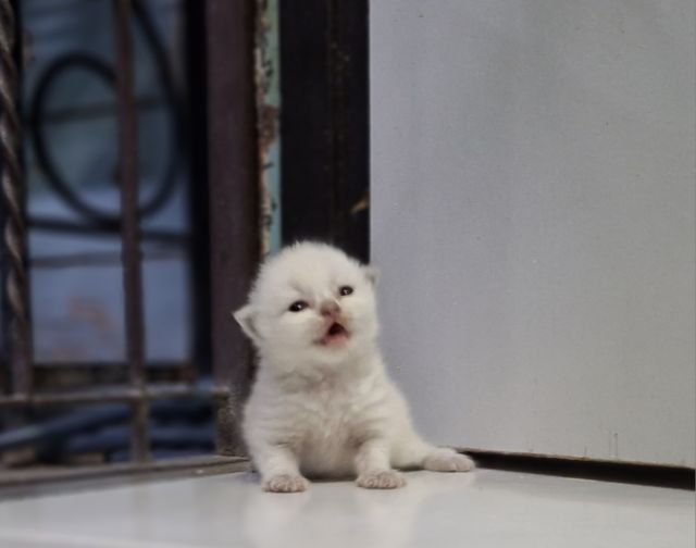 หาบ้านให้น้องแมวหิมาลายันหูพับขนยาวเพศชายหญิง