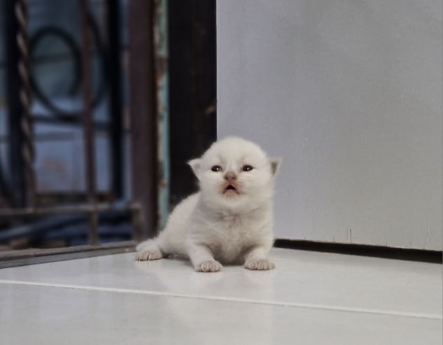 หาบ้านให้น้องแมวหิมาลายันหูพับขนยาวเพศชายหญิง รูปที่ 7