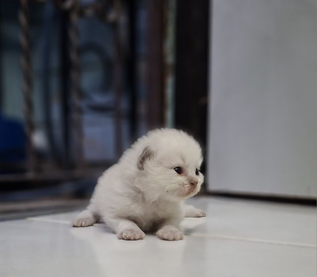 หาบ้านให้น้องแมวหิมาลายันหูพับขนยาวเพศชายหญิง รูปที่ 5