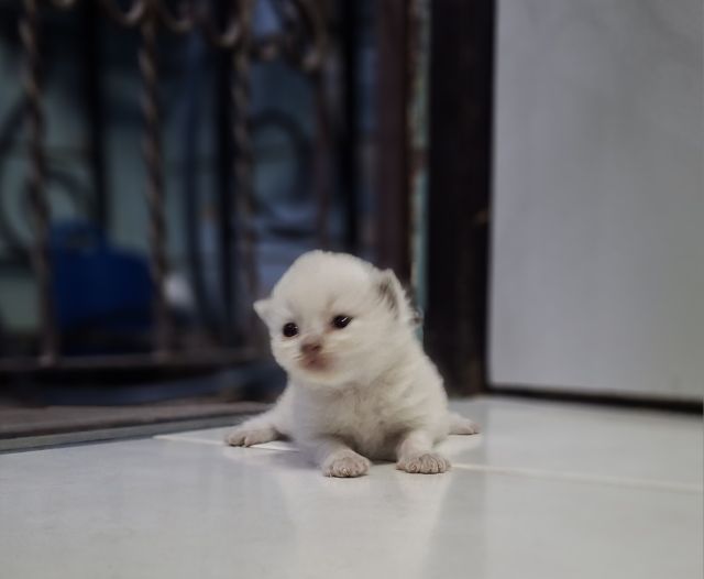 หาบ้านให้น้องแมวหิมาลายันหูพับขนยาวเพศชายหญิง รูปที่ 2