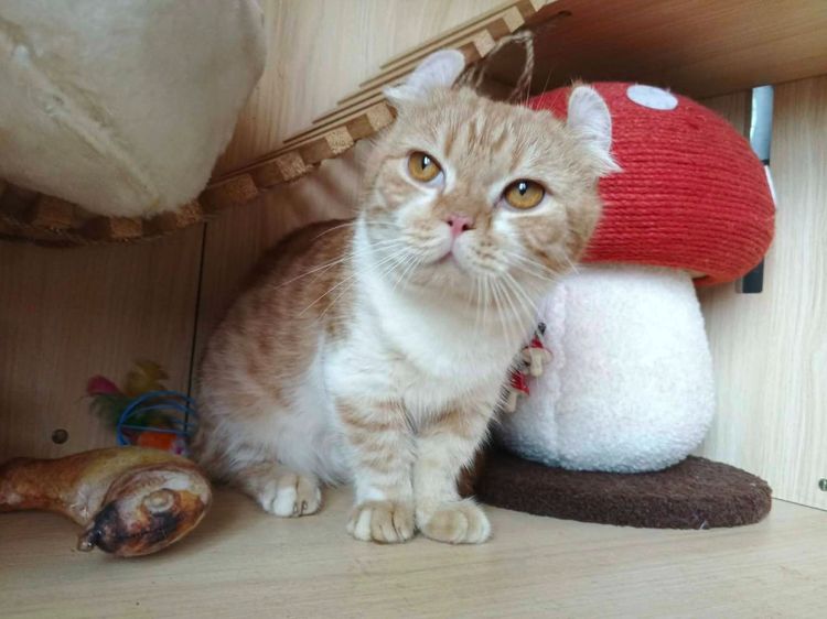 4.แมวคินคาโล เพศผู้ Kinkalow Cat Male รูปที่ 3