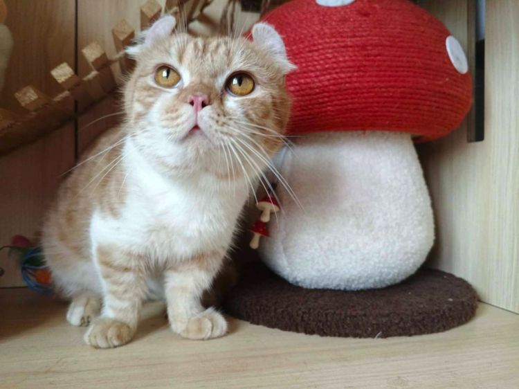 4.แมวคินคาโล เพศผู้ Kinkalow Cat Male รูปที่ 4