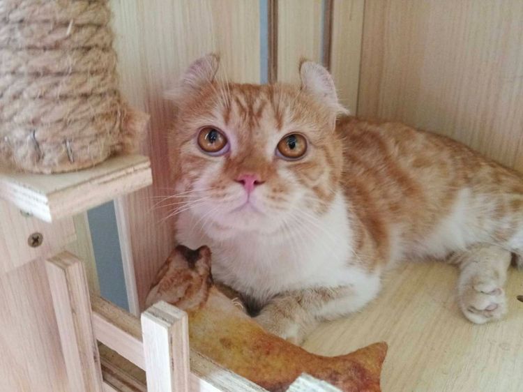 4.แมวคินคาโล เพศผู้ Kinkalow Cat Male รูปที่ 5