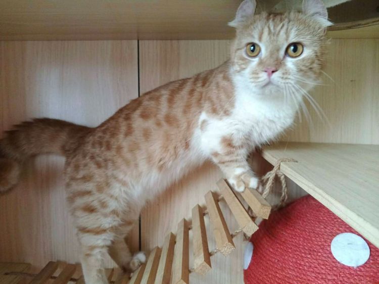 4.แมวคินคาโล เพศผู้ Kinkalow Cat Male รูปที่ 7