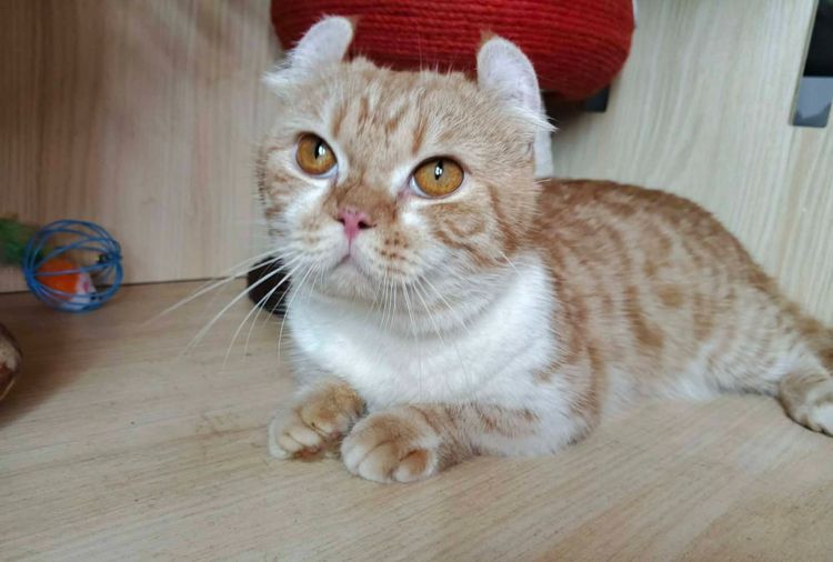 4.แมวคินคาโล เพศผู้ Kinkalow Cat Male รูปที่ 8