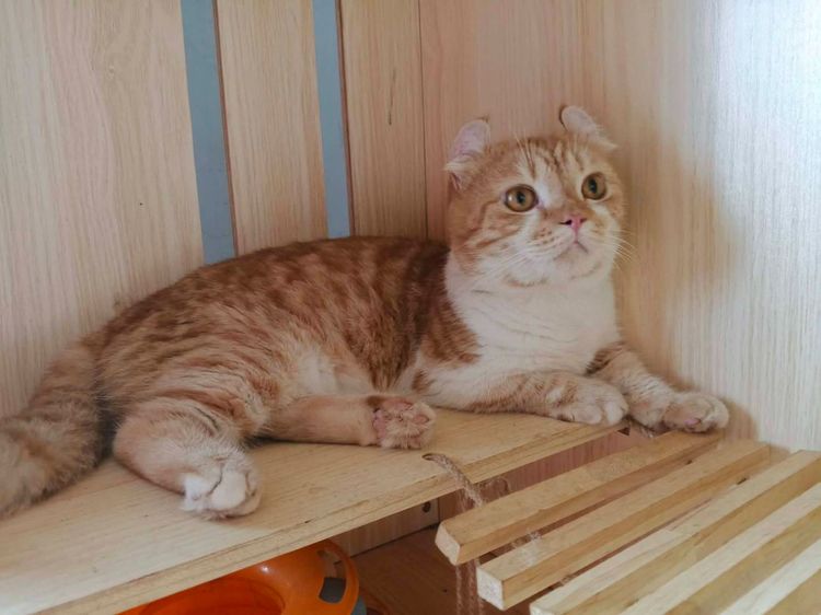 4.แมวคินคาโล เพศผู้ Kinkalow Cat Male รูปที่ 6