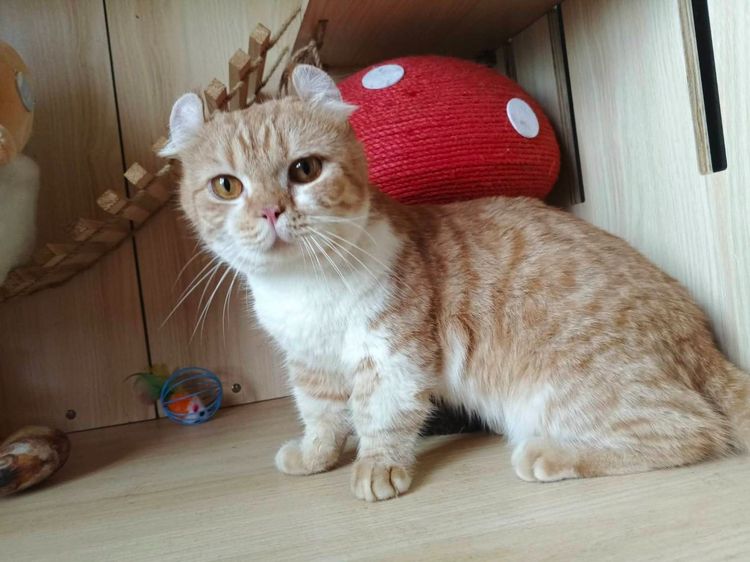 4.แมวคินคาโล เพศผู้ Kinkalow Cat Male