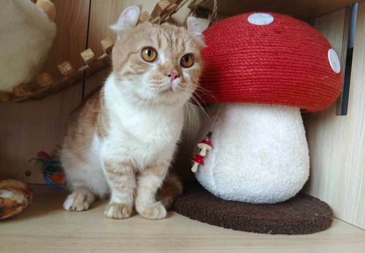 4.แมวคินคาโล เพศผู้ Kinkalow Cat Male รูปที่ 2