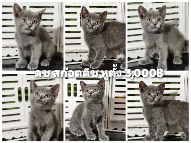 สก็อตติช โฟลด์ (Scottish Fold) สก๊อตติช สีเทา ดำ ช ญ ราคา 3000