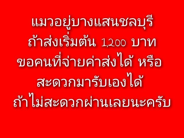 ขายเหมาคอก เอ็กโซติก ขนสั้น หน้าบี้  รูปที่ 6