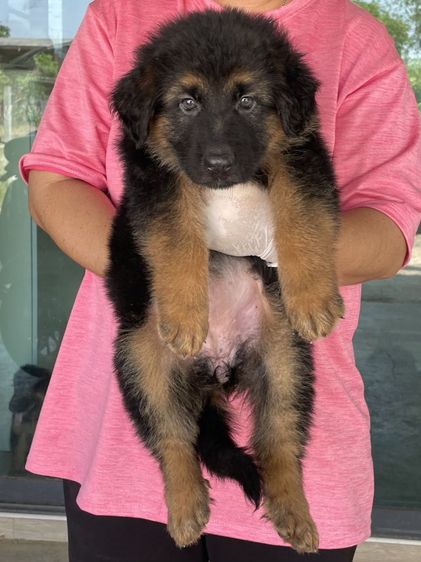 เยอรมันเชพเพิร์ด (German Shepherd) ใหญ่ ขายลูกสุนัขเยอรมันเชพเพิร์ดแท้