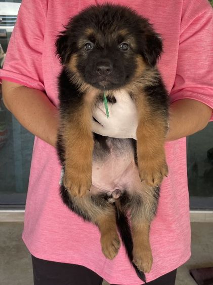 จัดโปรช่วงสงกรานต์ ขายลูกสุนัขเยอรมันเชพเพิร์ดแท้ รูปที่ 4