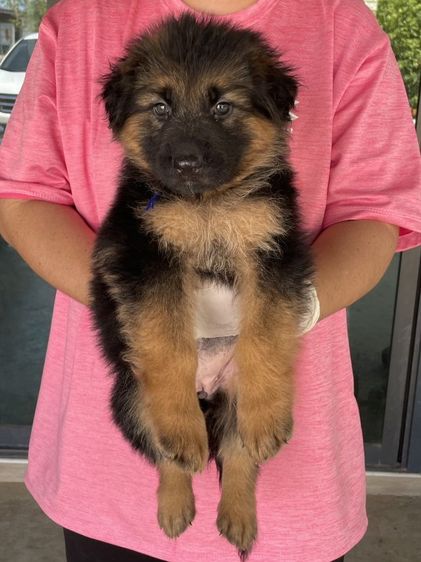 จัดโปรช่วงสงกรานต์ ขายลูกสุนัขเยอรมันเชพเพิร์ดแท้ รูปที่ 3