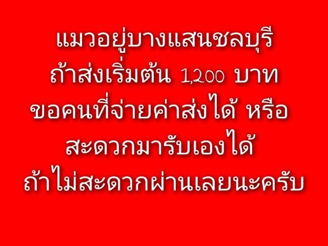 ดช บริทิช ช็อทแฮร์ เทา บลู รูปที่ 4