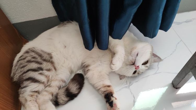 สก๊อตติชแท้  ถูกๆ สนเข้ามารับเองได้ที่บ้าน รูปที่ 5