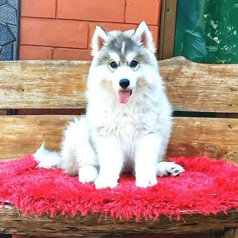 ลูกสุนัขไซบีเรียนฮัสกี้ วูลลี่โค้ท รูปที่ 2