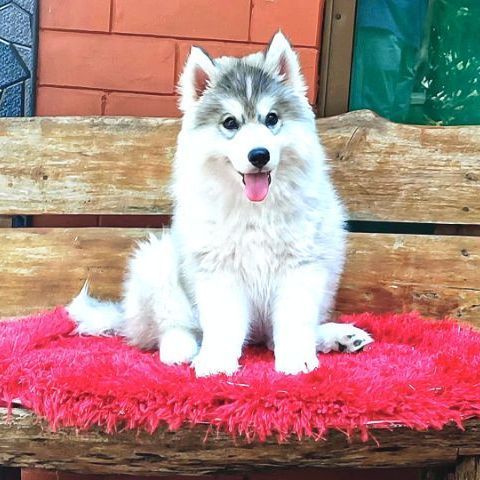 ลูกสุนัขไซบีเรียนฮัสกี้ วูลลี่โค้ท รูปที่ 4