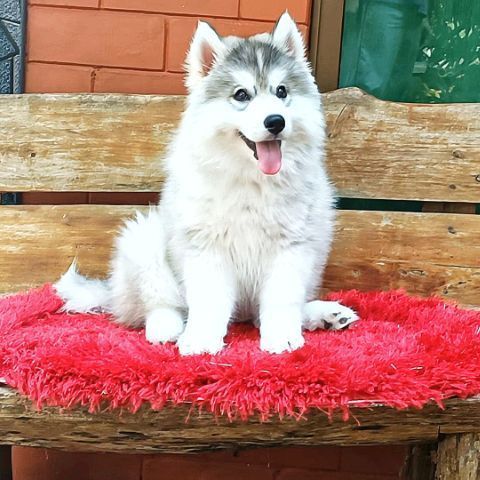ลูกสุนัขไซบีเรียนฮัสกี้ วูลลี่โค้ท รูปที่ 3