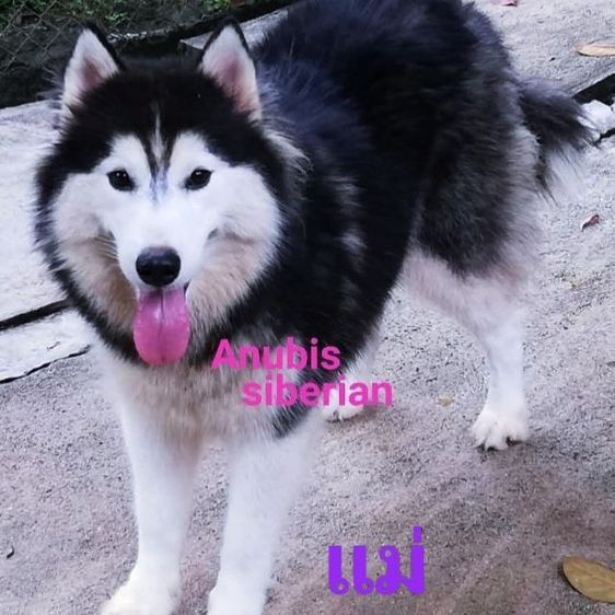 ลูกสุนัขไซบีเรียนฮัสกี้ วูลลี่โค้ท รูปที่ 7