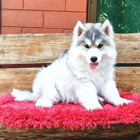 ไซบีเรียน ฮัสกี้ (Siberian Husky) ลูกสุนัขไซบีเรียนฮัสกี้ วูลลี่โค้ท