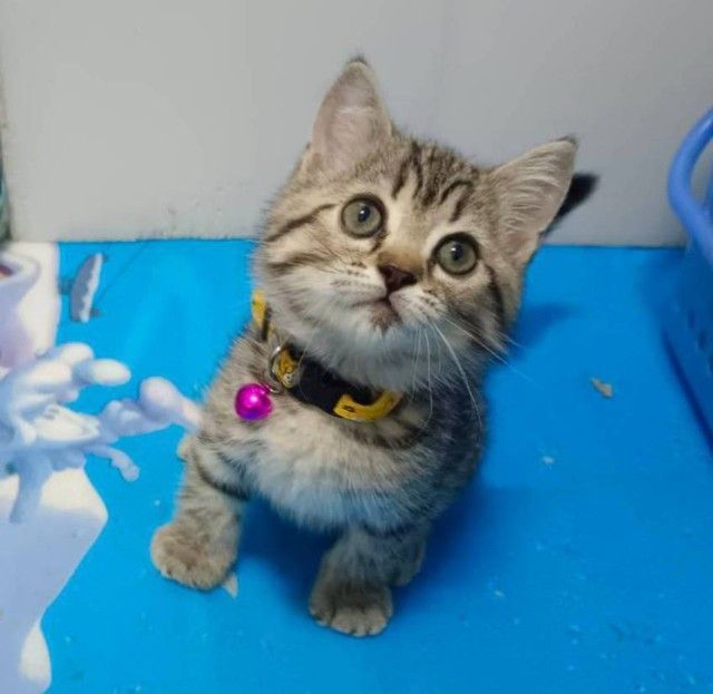 สก็อตติช โฟลด์ (Scottish Fold) ขายแมวสก็อตติชโฟล์เพศหญิง