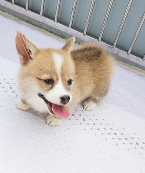 คอร์กี้ (Corgi) กลาง    6ตัวสุดท้าย ลูกคอร์กี้