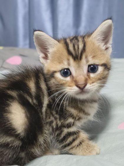 แมว รูปที่ 2