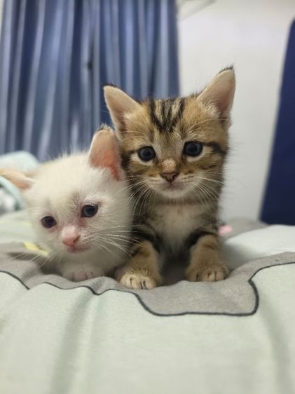 แมว รูปที่ 6