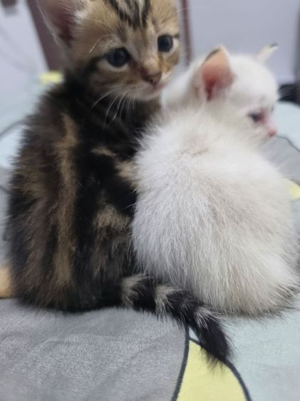 แมว รูปที่ 9