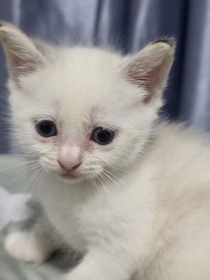 แมว รูปที่ 3