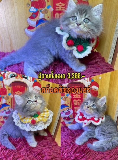 แมวสก็อตติช (ขอดูรูปเพิ่มเติมได้ทักแชท)