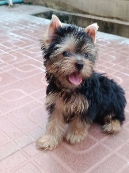 ยอร์คเชียร์ เทอร์เรีย (Yorkshire Terrier) เล็ก ลูกยอร์คเชียร์แท้  ผู้หญิง  ราคาเบาเบา