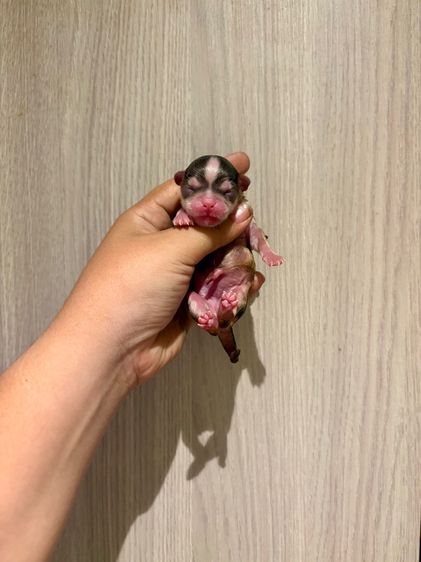 ชิวาวา (Chihuahua) เล็ก ชิวาวาแท้ ขนสััน-ยาว เกรดสวย ทั้ง ผู้และเมีย