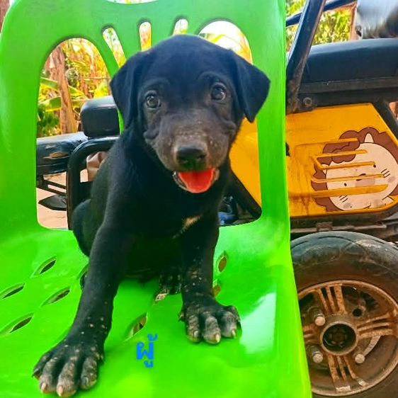 ลาบาดอ รูปที่ 14