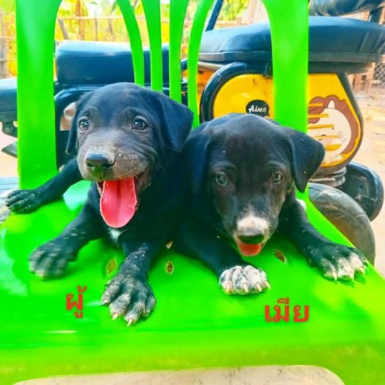 ลาบาดอ รูปที่ 3