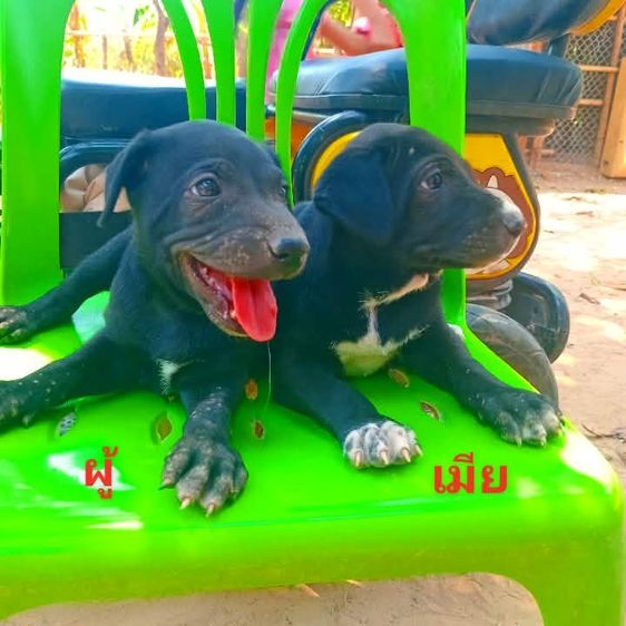 ลาบาดอ รูปที่ 2