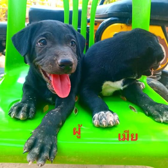 ลาบาดอ รูปที่ 6