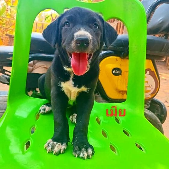 ลาบาดอ รูปที่ 12