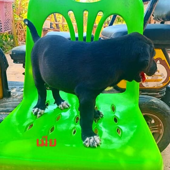 ลาบาดอ รูปที่ 9